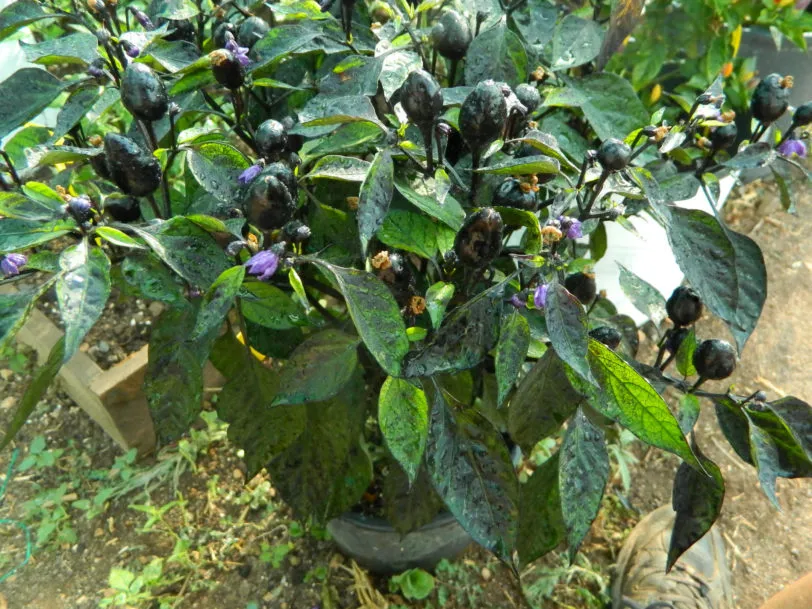 Black Olive Chilli Seeds - Image 3