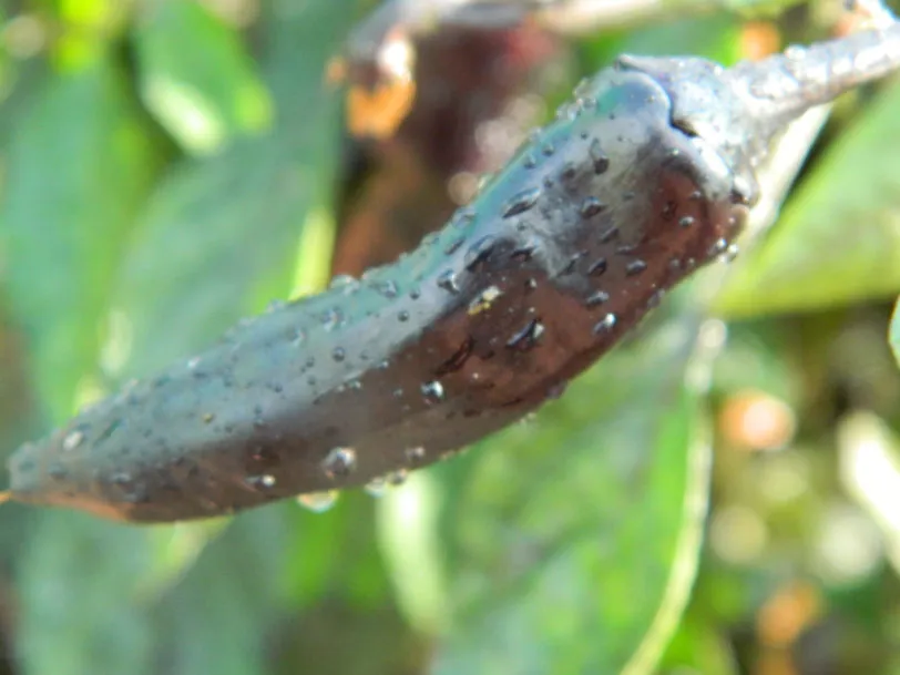 Vampire Chilli Seeds - Image 4