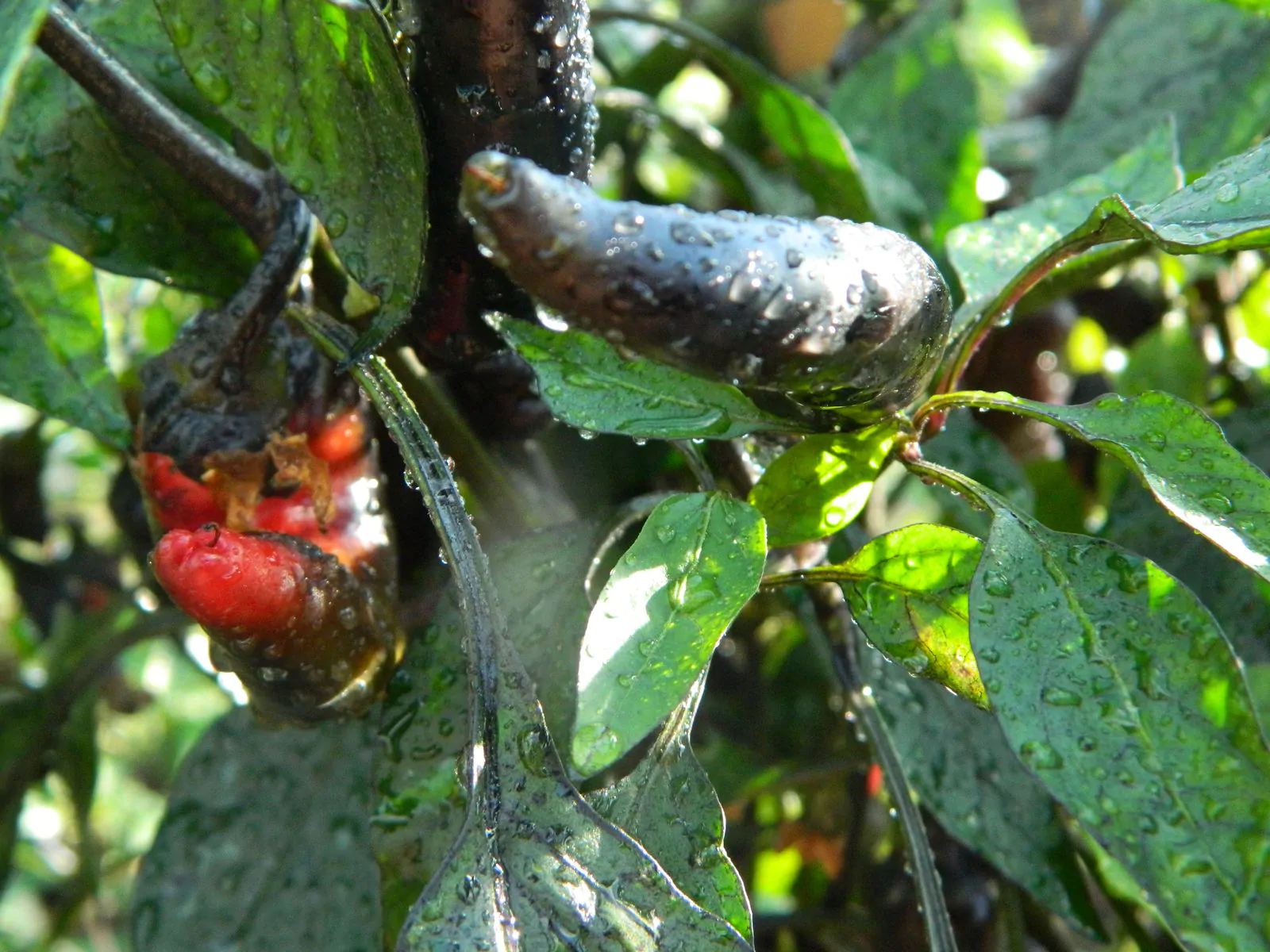 Vampire Chilli Seeds - Image 7
