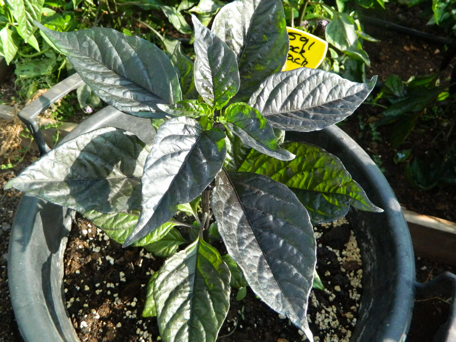 Moruga Blackjack Chilli Seeds - Image 6