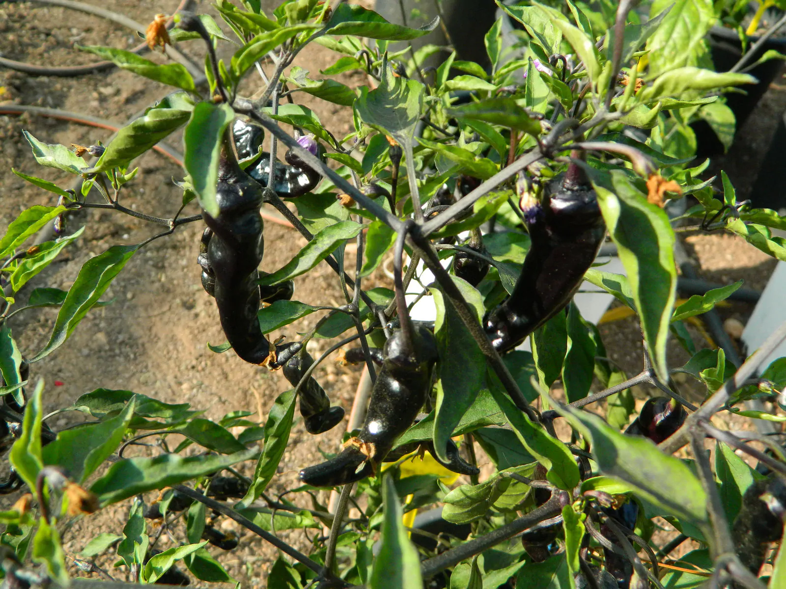 Black Thai TQ Chilli Seeds - Image 4