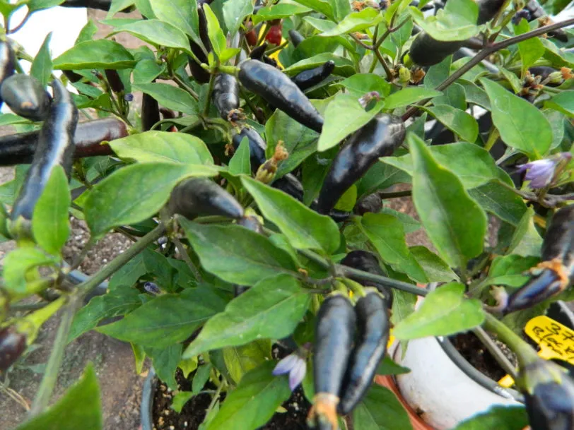 Purple Cayenne Chilli Seeds - Image 8