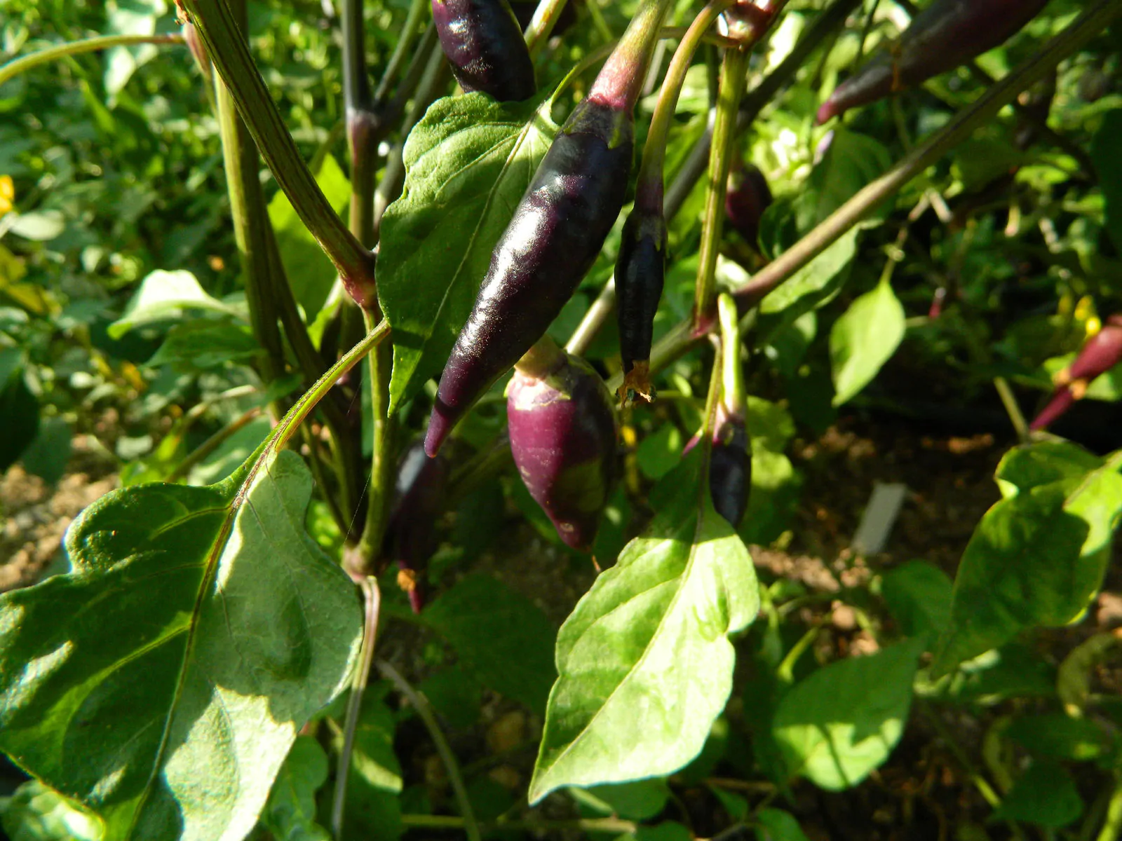 Cayenne Lilac Chilli Seeds - Image 3