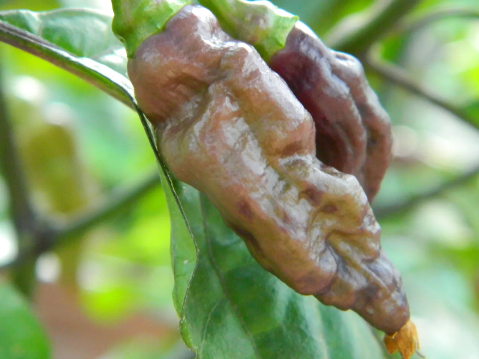 Bhut Jolokia Surprise Cream Chilli Seeds - Image 4