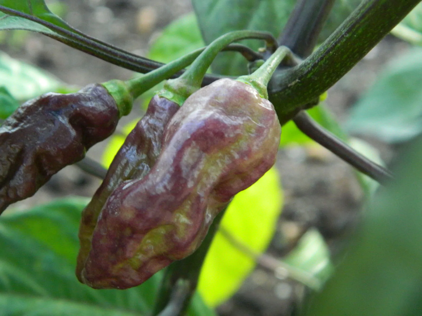 Bhut Jolokia Surprise Cream Chilli Seeds - Image 5