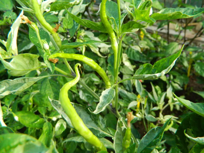 Uchu Cream Chilli Seeds - Image 4