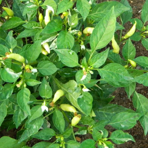 Variegated Calcutta Chilli Seeds