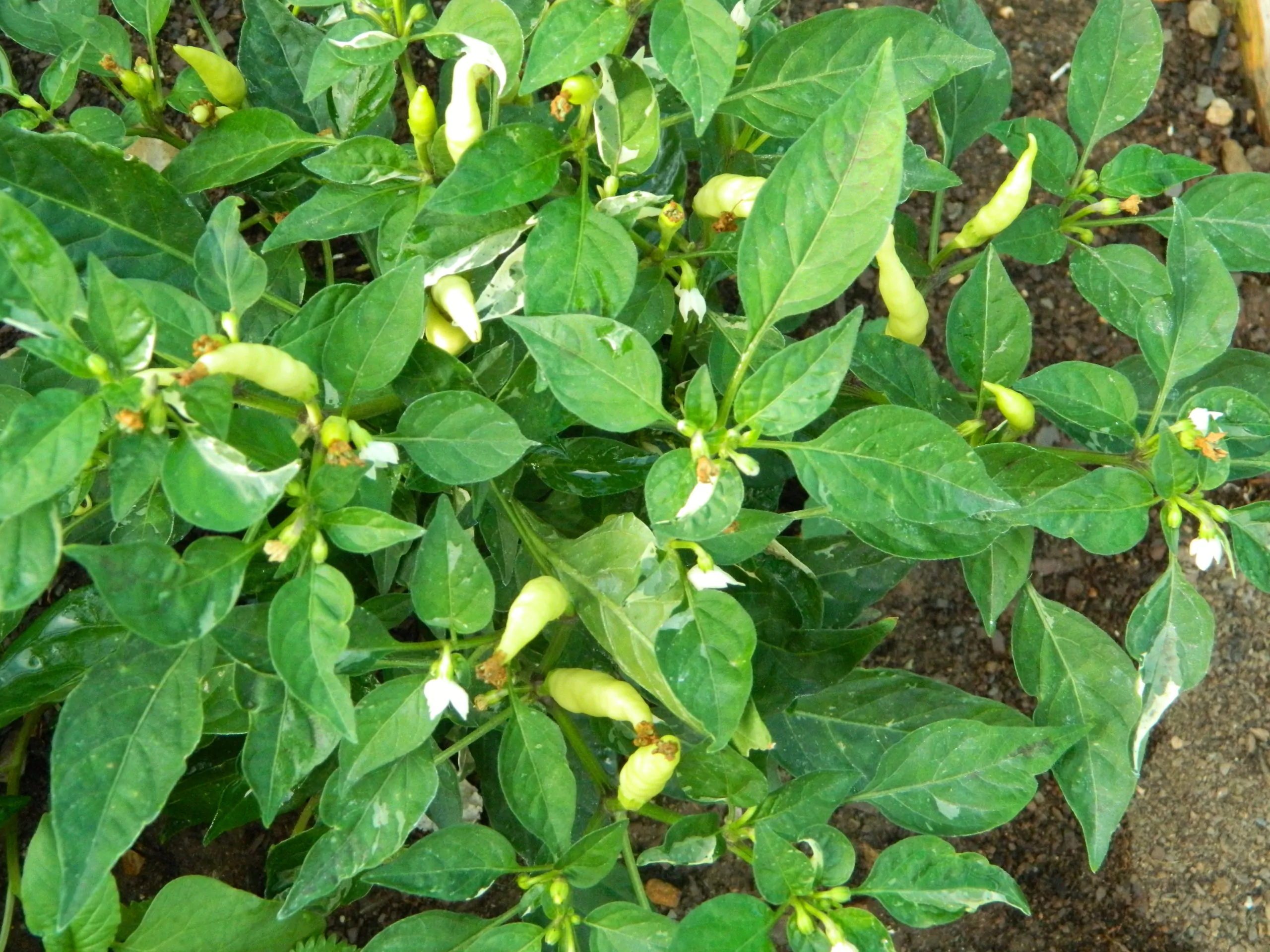 Variegated Calcutta Chilli Seeds