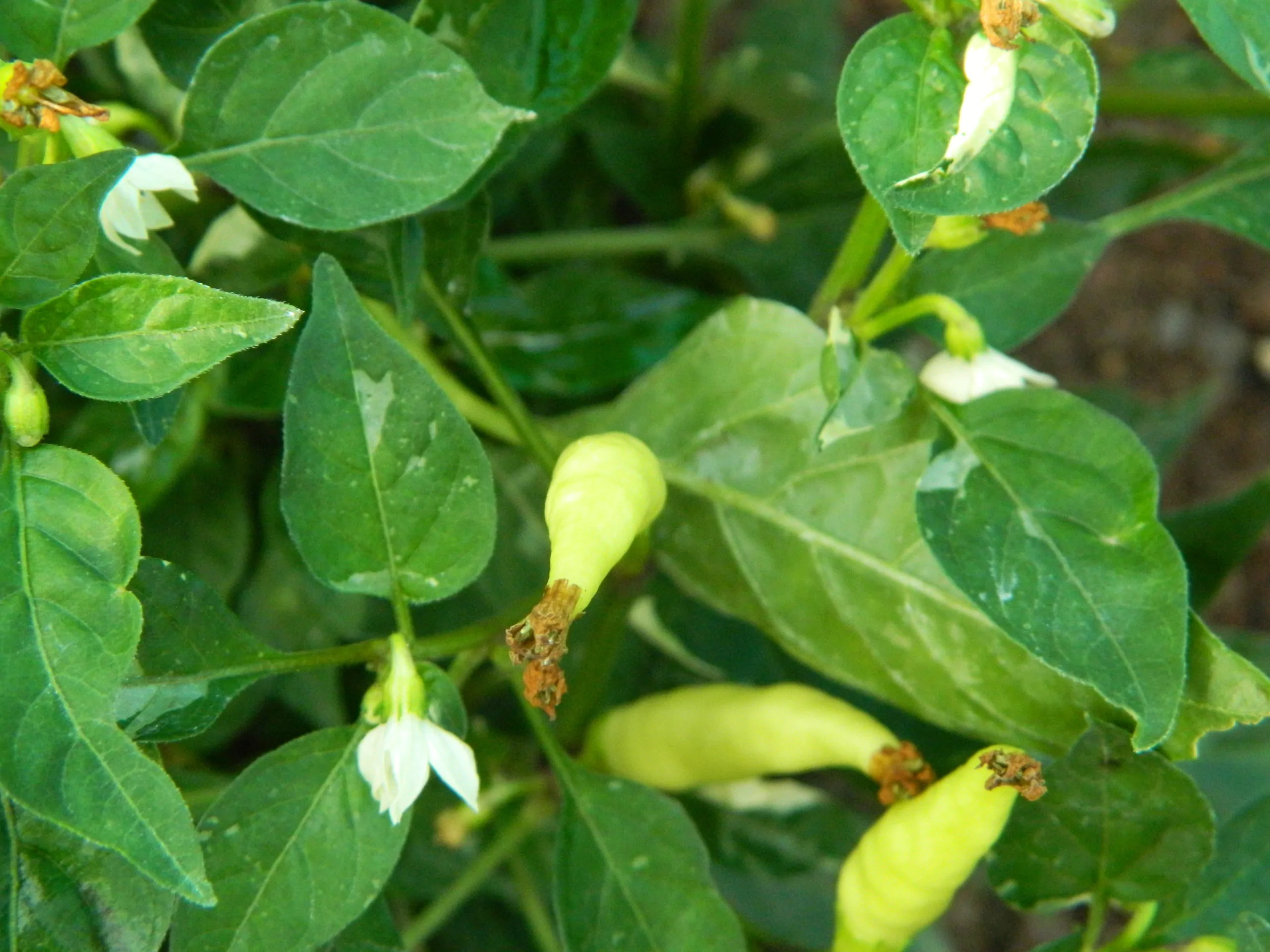 Variegated Calcutta Chilli Seeds - Image 3