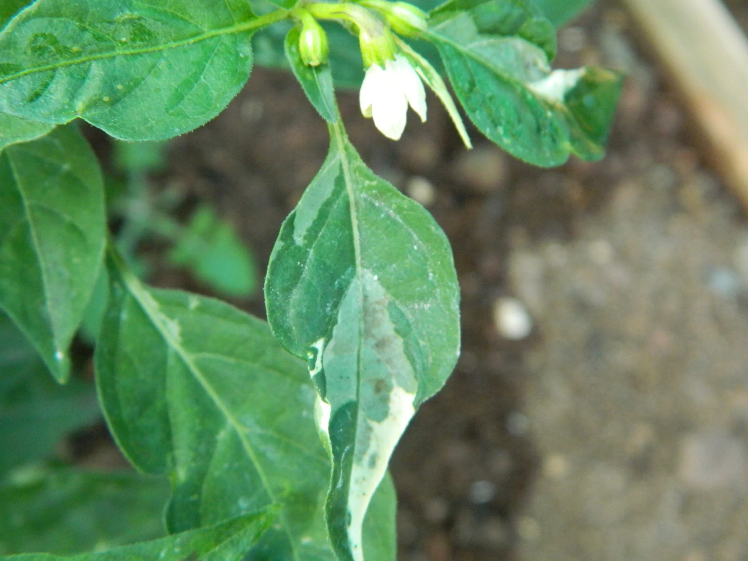 Variegated Calcutta Chilli Seeds - Image 4