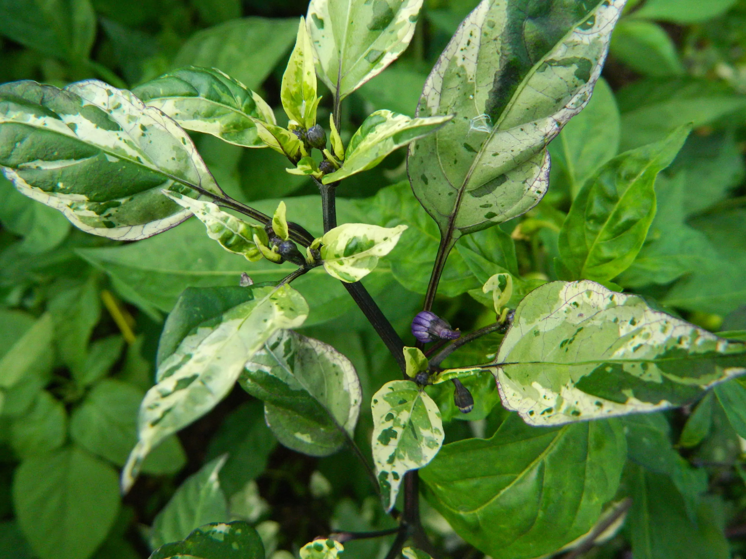 Jigsaw Variegated Chilli Seeds - Image 4