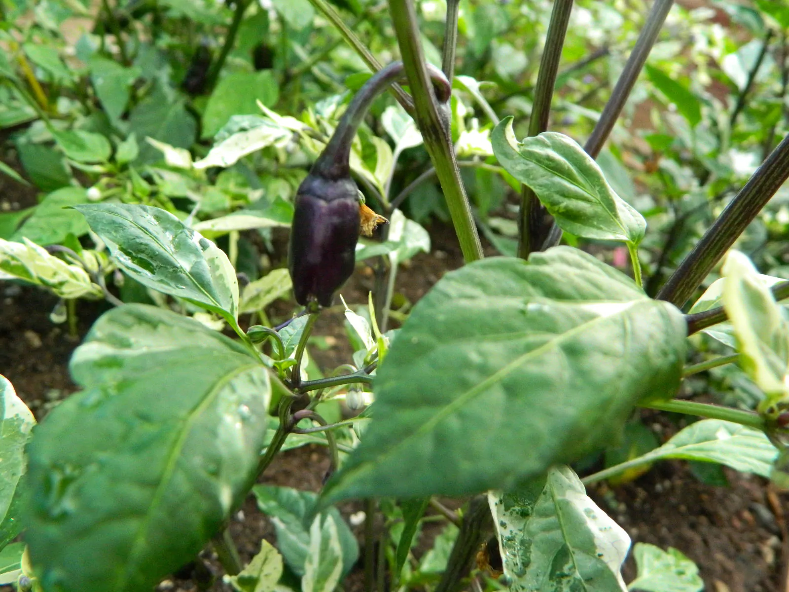 Purple Tiger Trifetti Chilli Seeds - Image 2