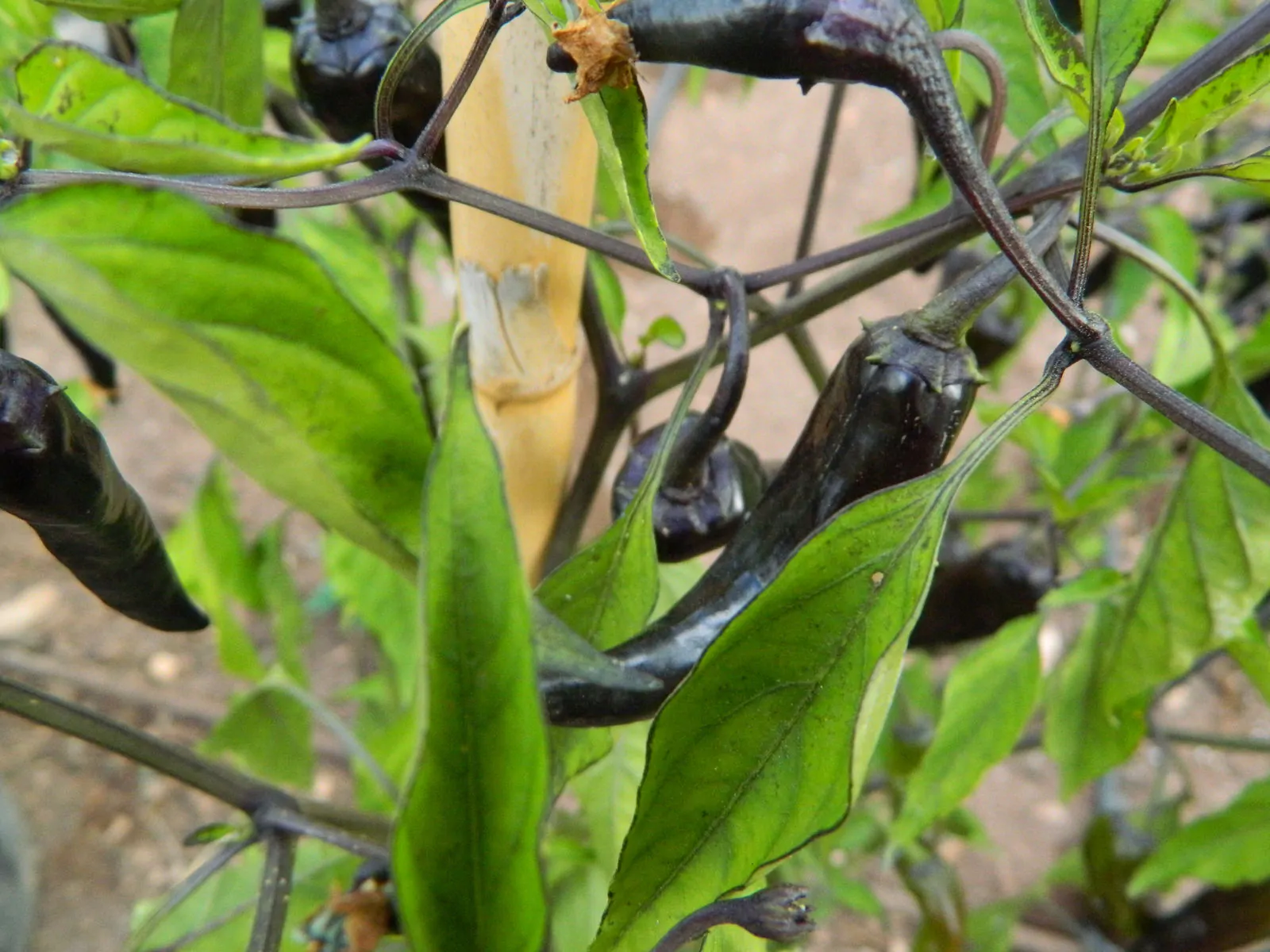 Black Thai TQ Chilli Seeds - Image 7