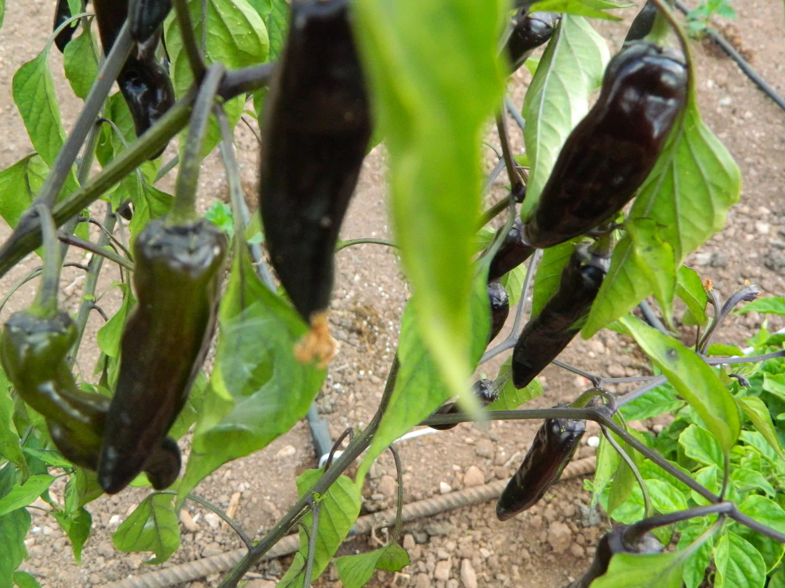 Black Thai TQ Chilli Seeds - Image 8