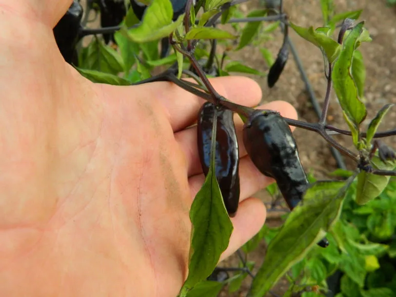 Black Thai TQ Chilli Seeds - Image 9