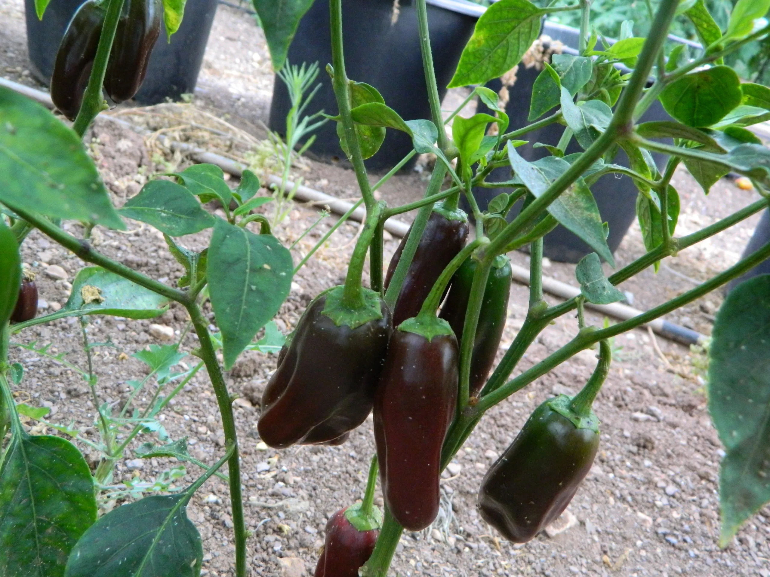 Brown Jalapeno Chilli Seeds - Image 7