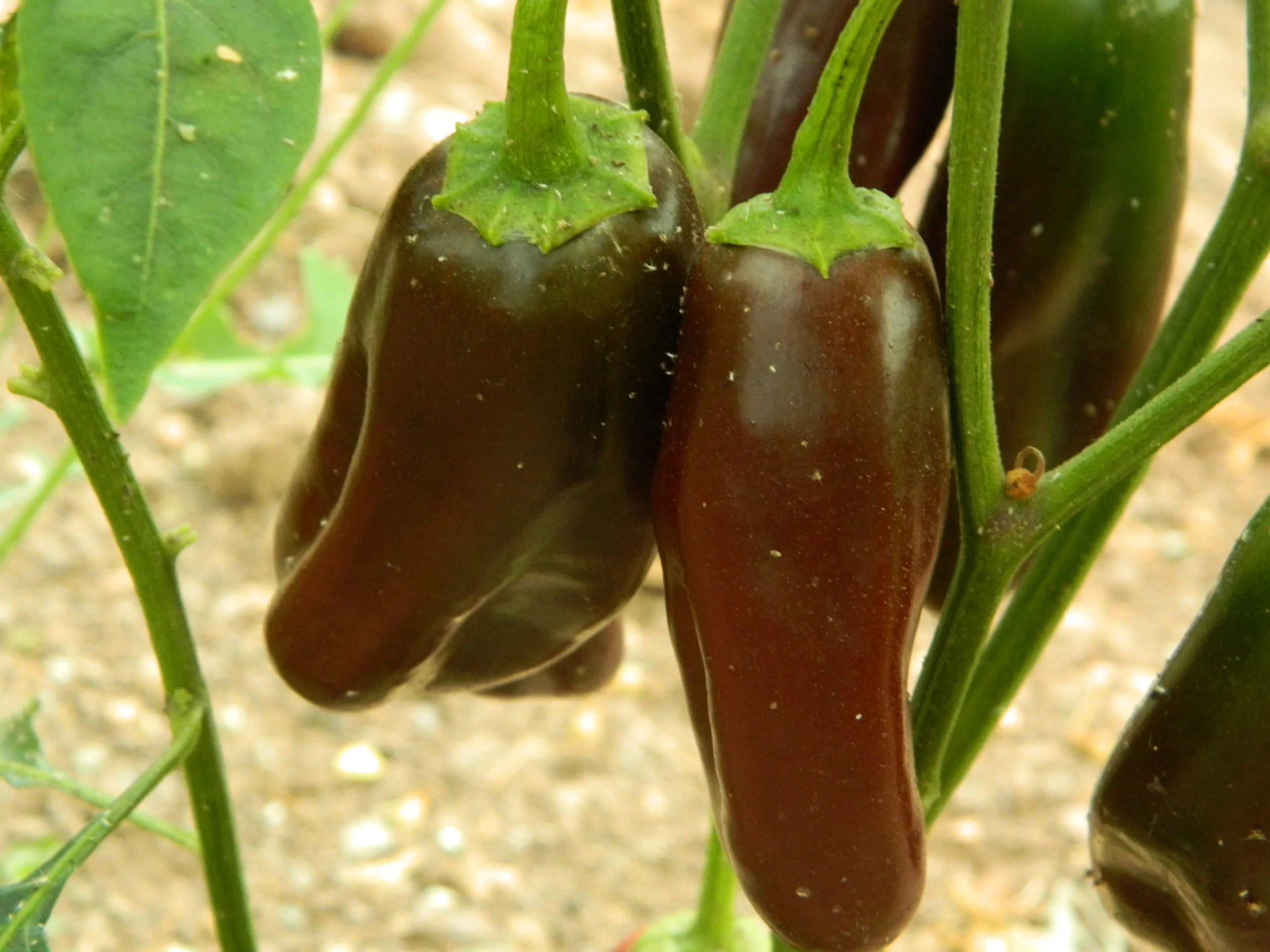 Brown Jalapeno Chilli Seeds - Image 8