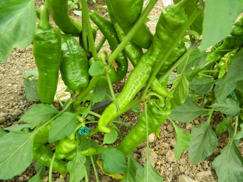 Cow horn Chilli Seeds - Image 2