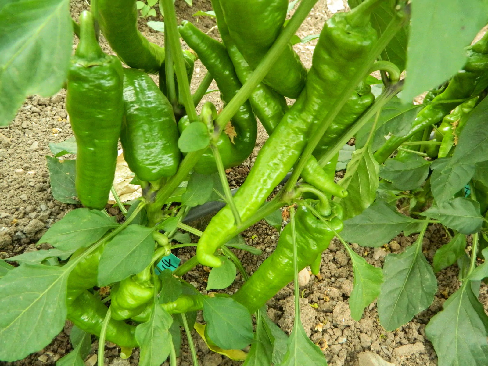 Cow horn Chilli Seeds - Image 2