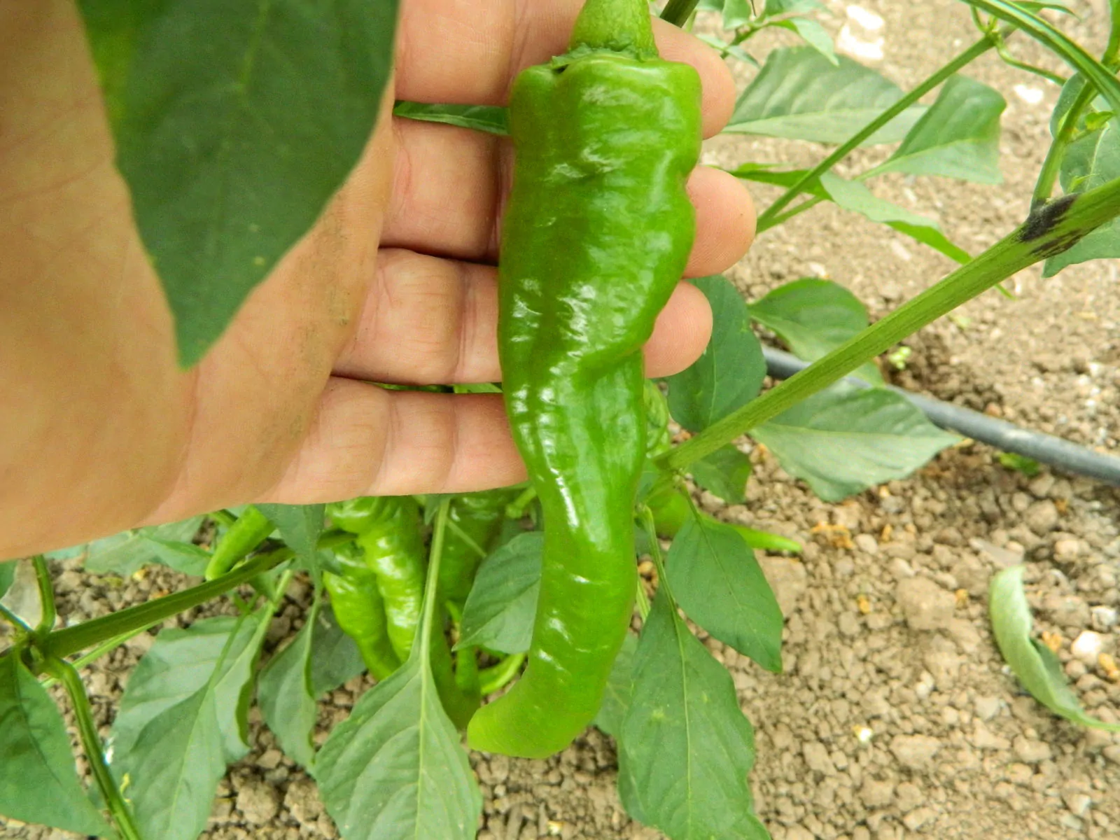 Cow horn Chilli Seeds - Image 3