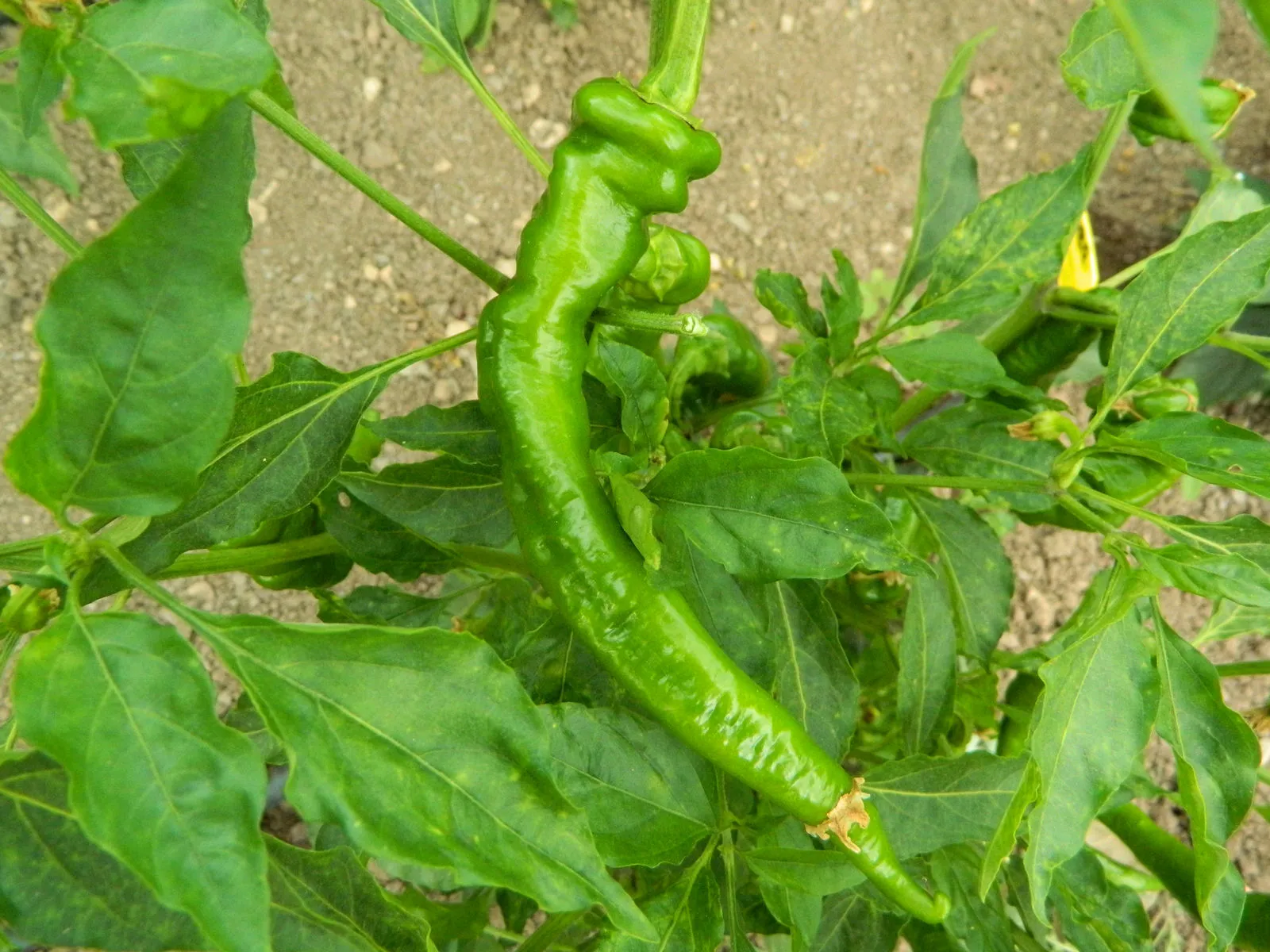 HJ6 Pulsar Space Chilli Seeds - Image 4