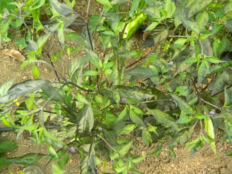 Kali Mirch Chilli Seeds - Image 4