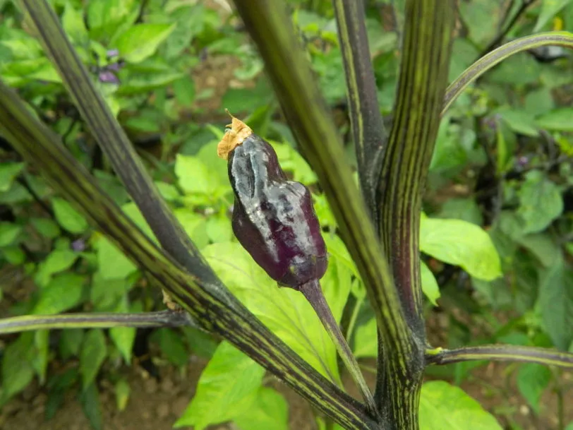 Black Scorpion Tongue Variant Chilli Seeds - Image 3