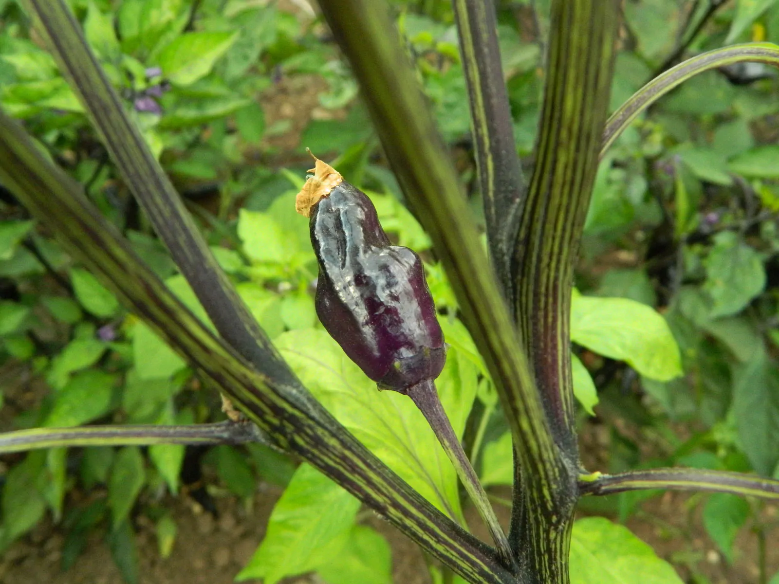 Black Scorpion Tongue Variant Chilli Seeds - Image 3