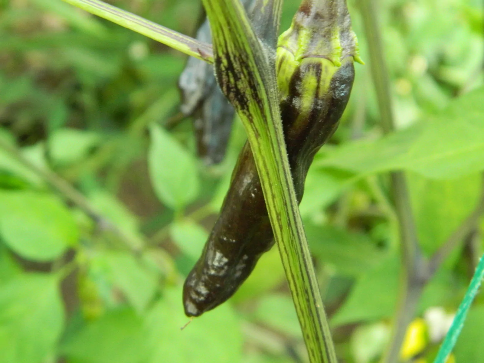 Black Thai TQ Chilli Seeds - Image 10