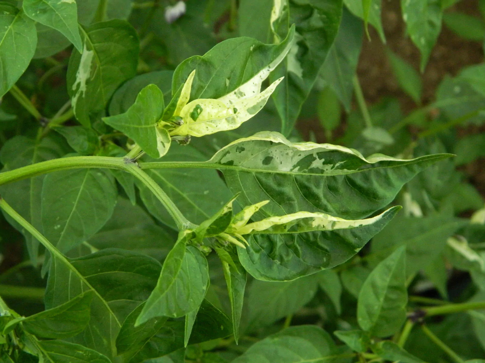 Golden Nugget Variegated Chilli Seeds - Image 4