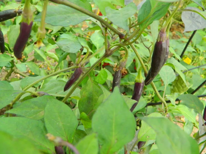 Purple Cayenne Chilli Seeds - Image 7