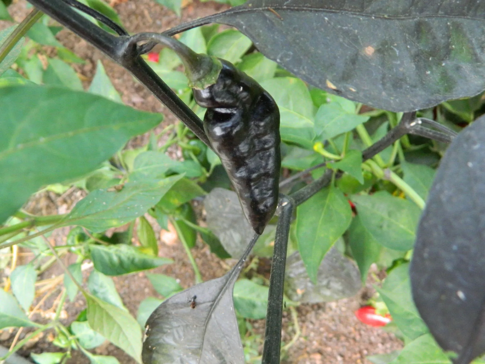 Pimenta da Neyde Chilli Seeds - Image 4