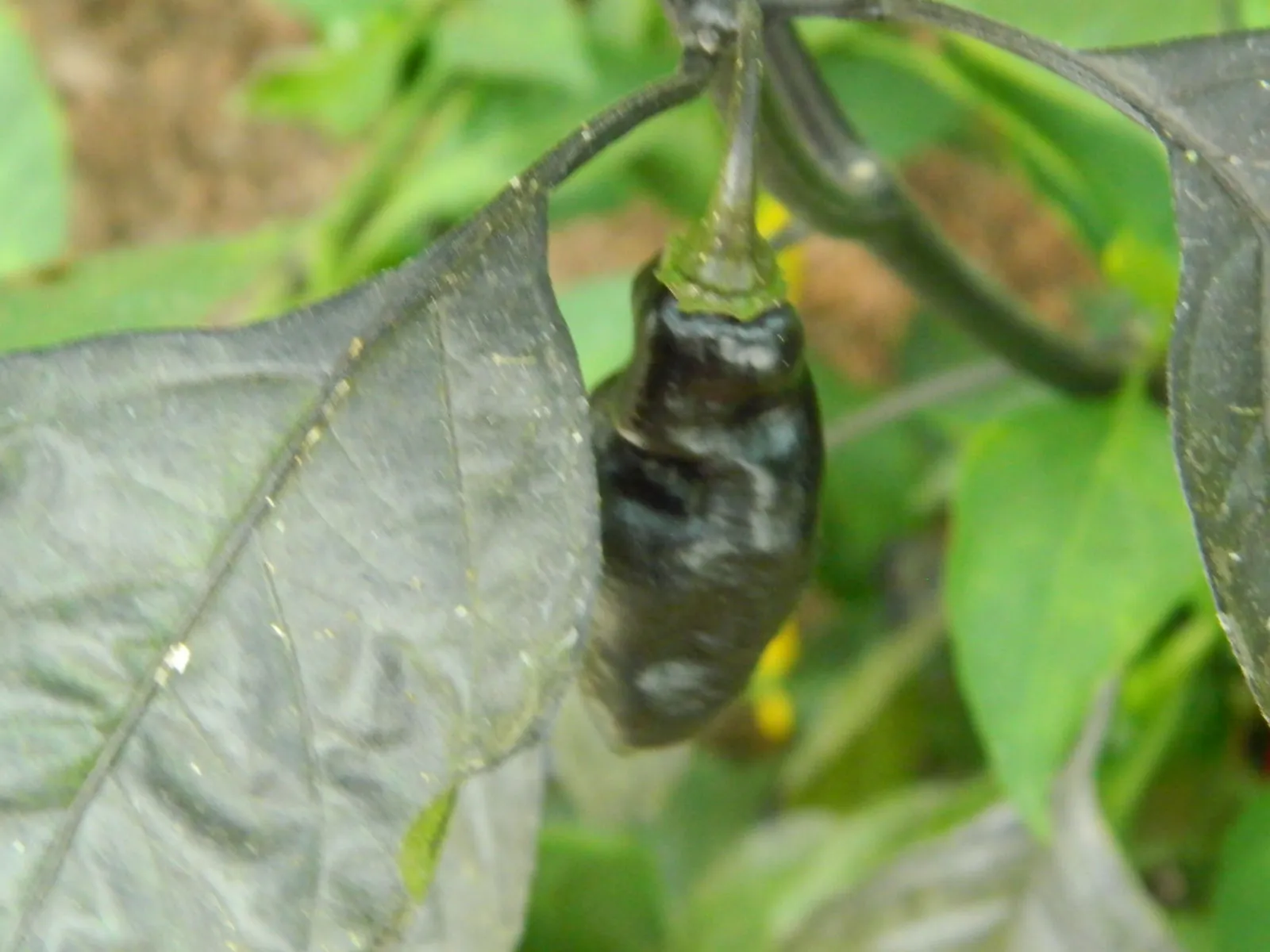 Pimenta da Neyde Chilli Seeds - Image 6