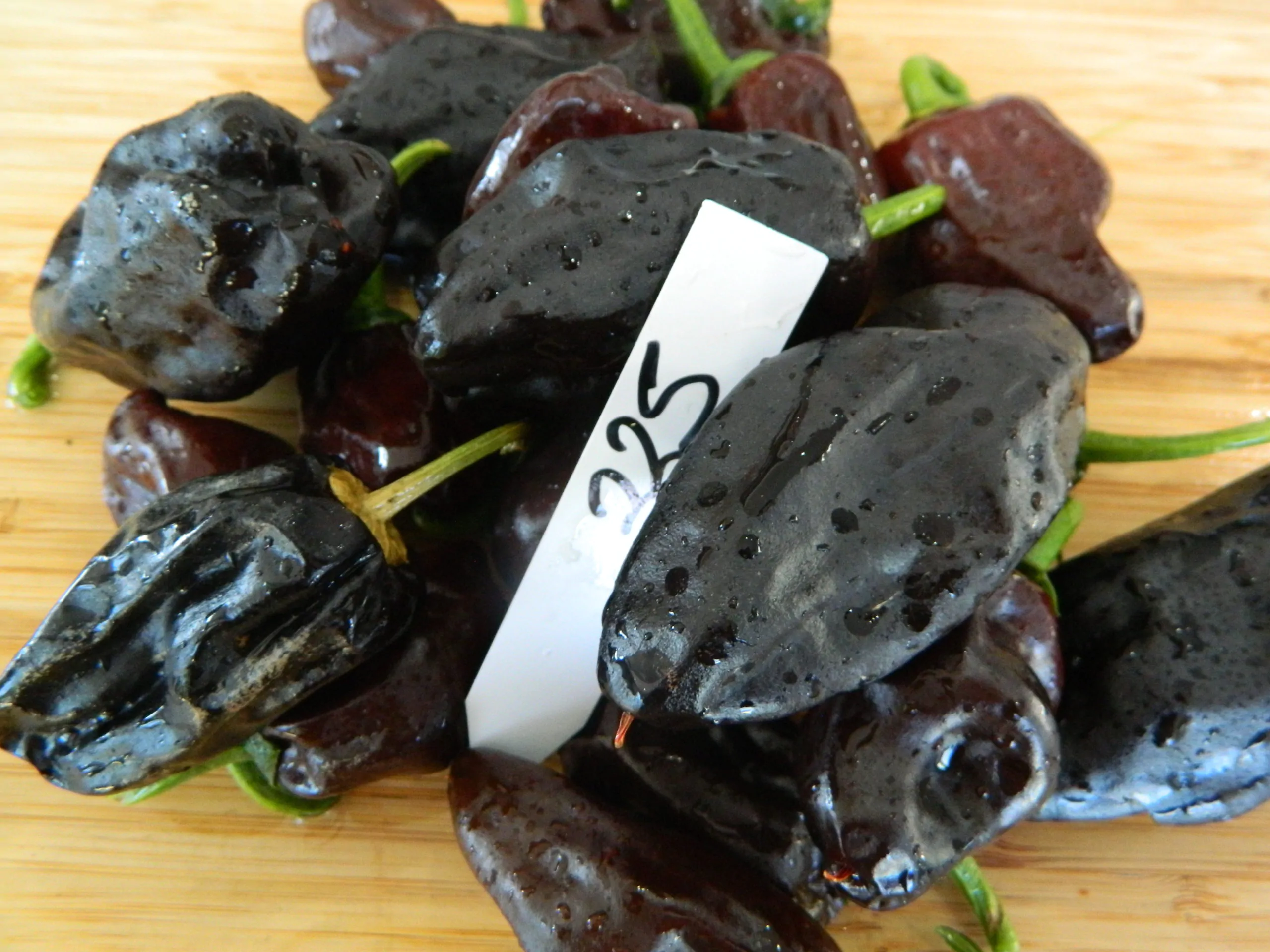 Chilhuacle Negro Chilli Seeds - Image 4