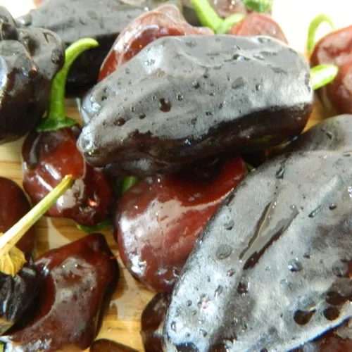 Chilhuacle Negro Chilli Seeds