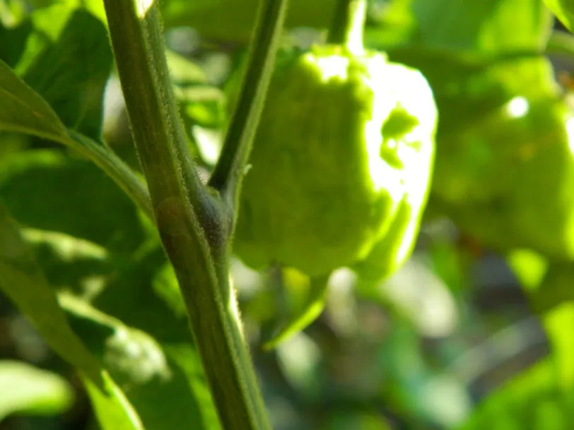 Carolina Reaper Mustard Chilli Seeds - Image 9