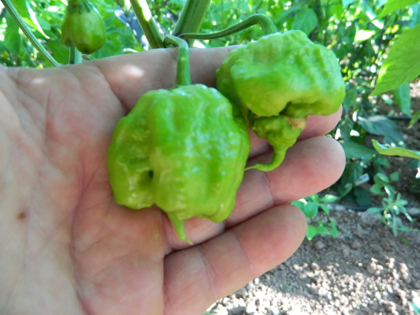 Carolina Reaper Mustard Chilli Seeds - Image 10