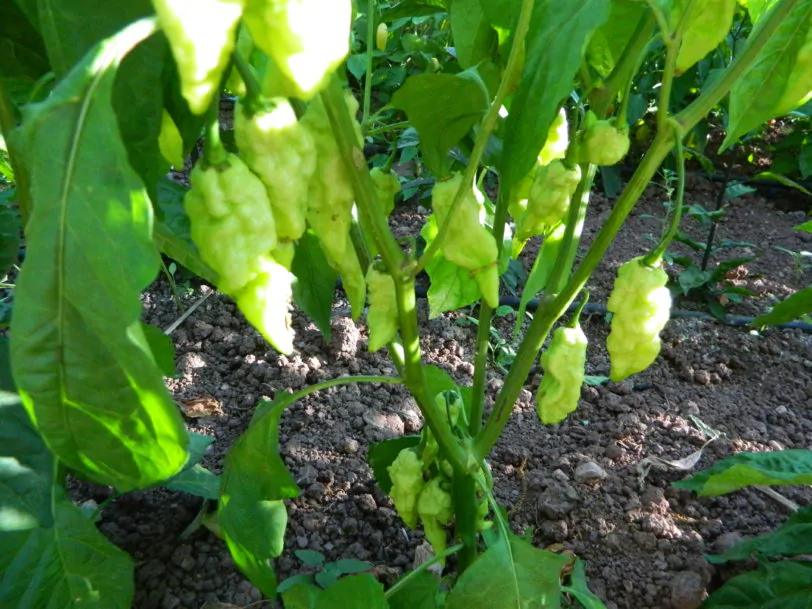 Red Bhutlah SLP Chilli Seeds - Image 2