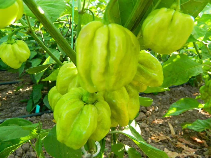 Habanero West Indian Chilli Seeds - Image 6
