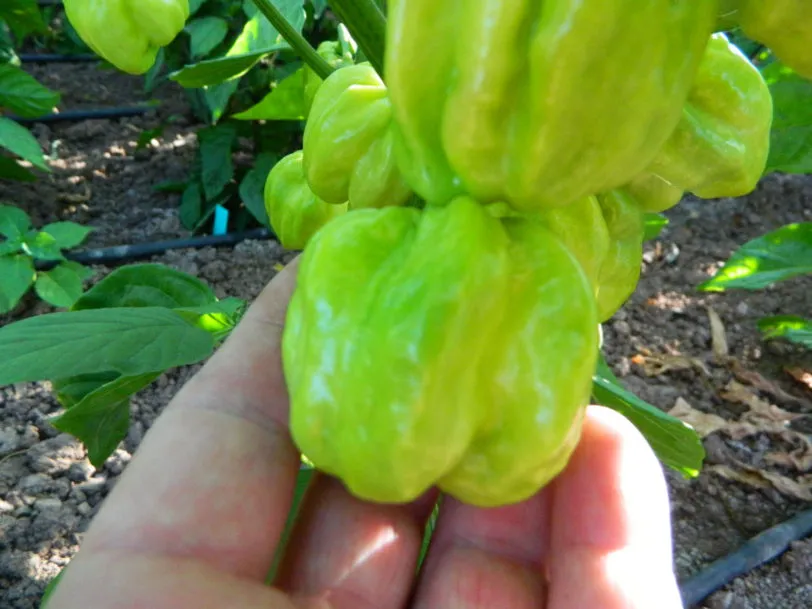 Habanero West Indian Chilli Seeds - Image 7