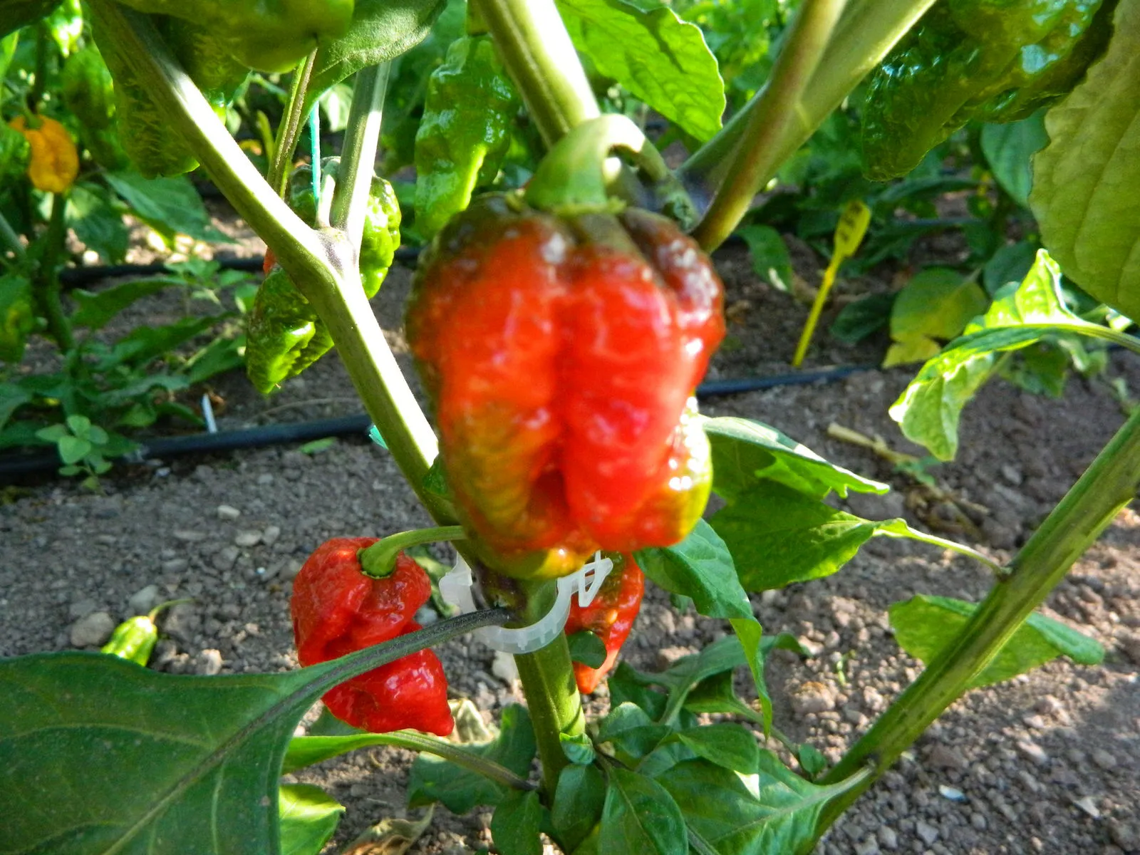 Carbon Bhut x 7 Pot Red Chilli Seeds - Image 5