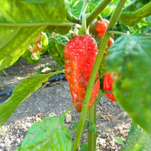 Carbon Bhut x 7 Pot Red Chilli Seeds