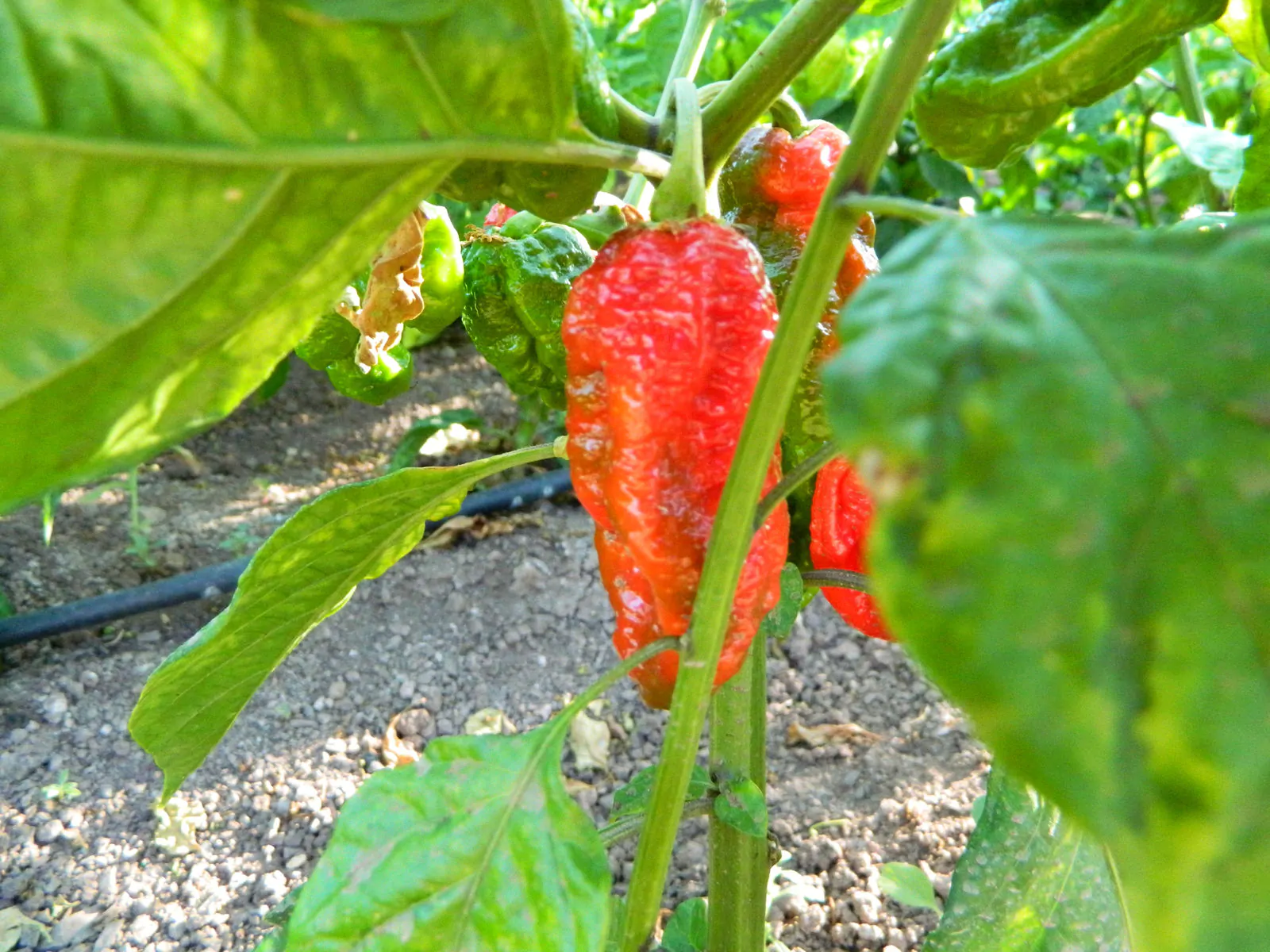 Carbon Bhut x 7 Pot Red Chilli Seeds