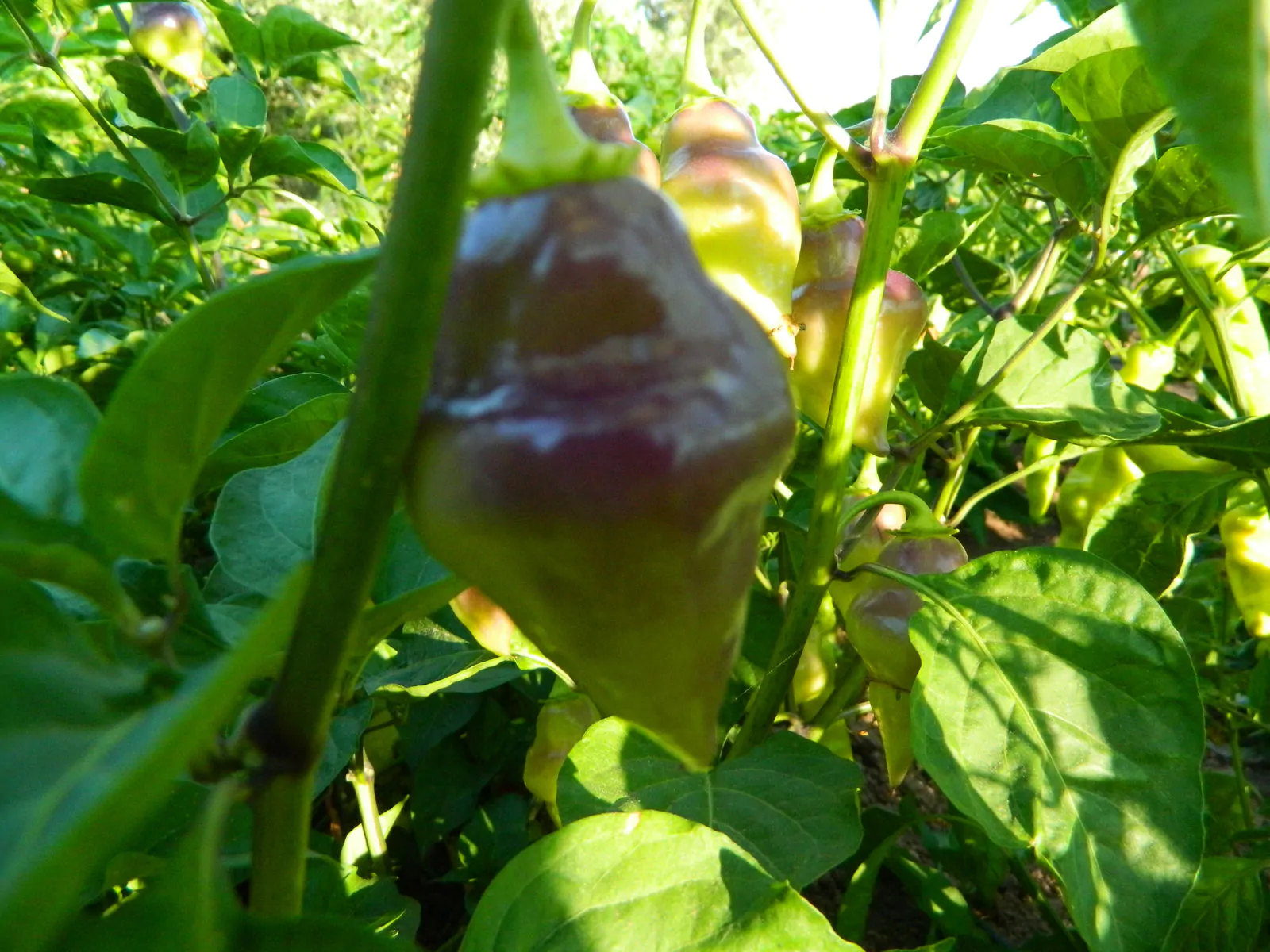 Scarlet Lantern Peru Chilli Seeds - Image 3