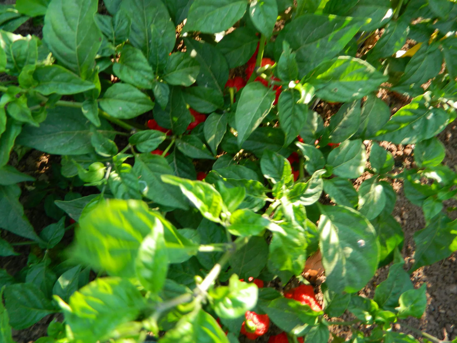 Kraken Scorpion Chilli Seeds - Image 3