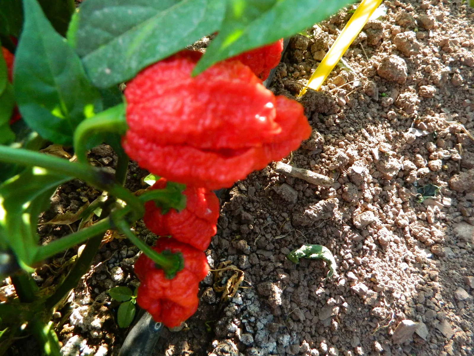 Kraken Scorpion Chilli Seeds - Image 4