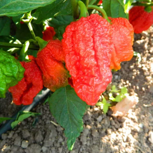 Kraken Scorpion Chilli Seeds