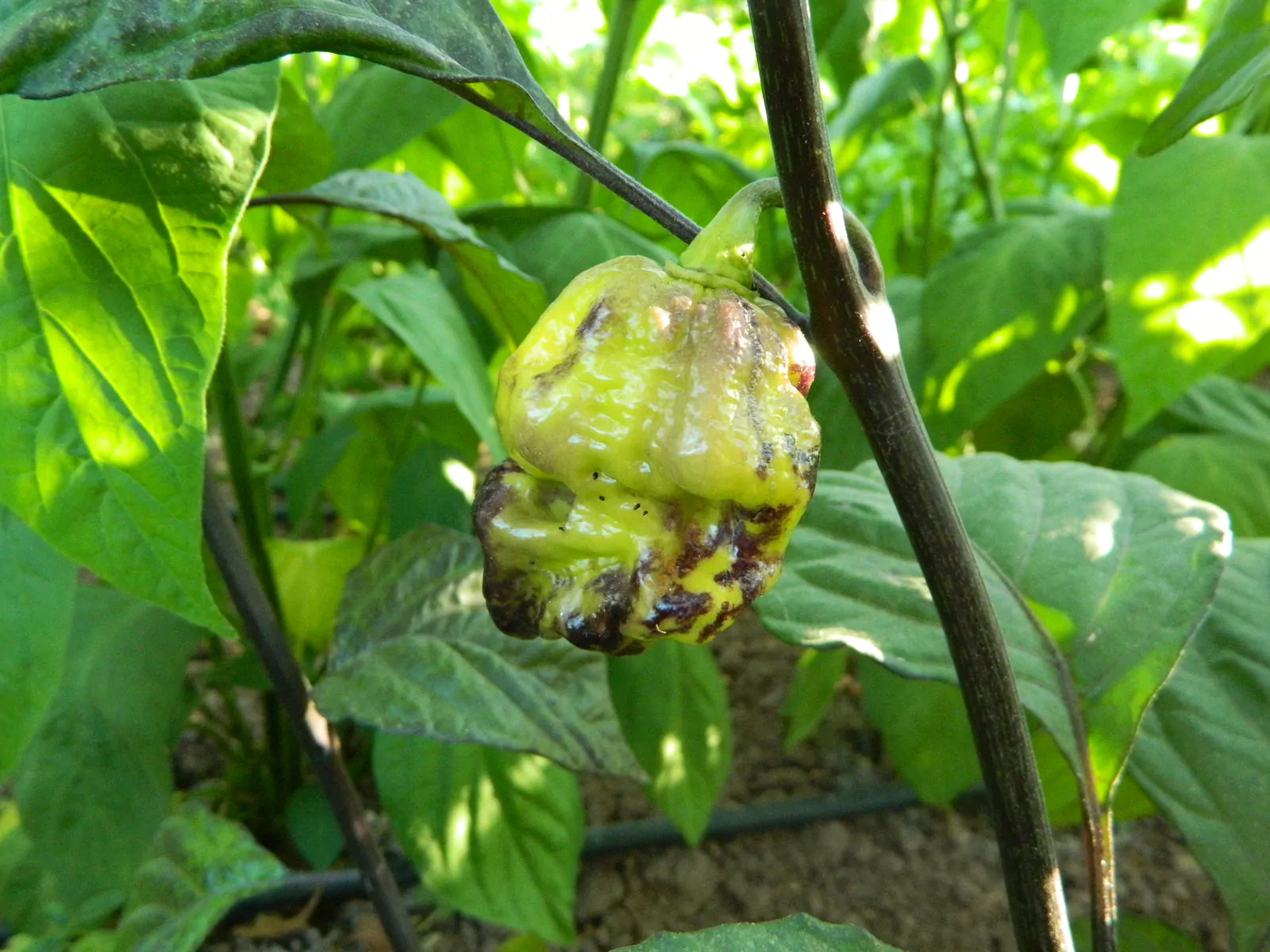Pink Tiger X Moruga Yellow Chilli Seeds - Image 11
