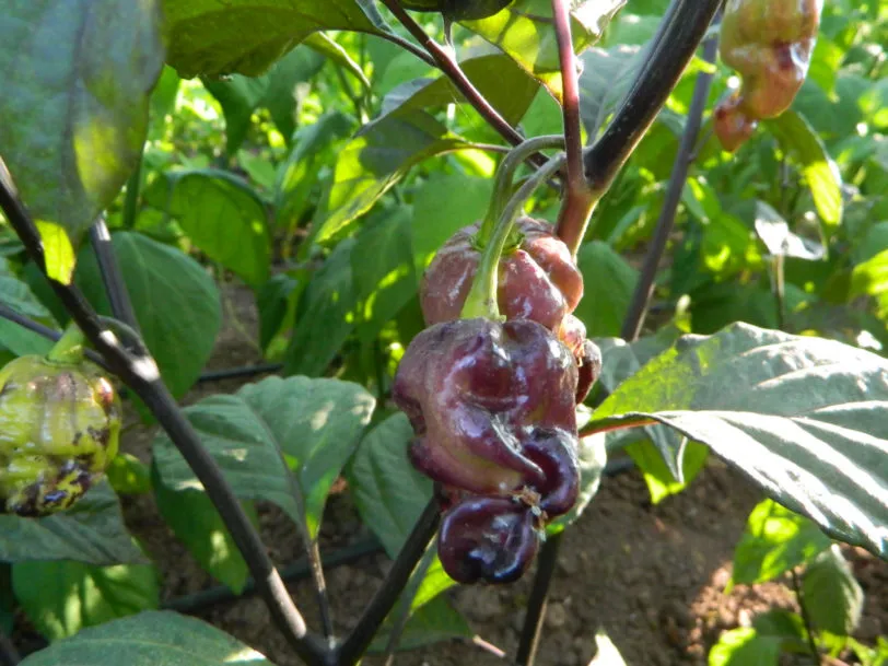 Pink Tiger X Moruga Yellow Chilli Seeds - Image 9
