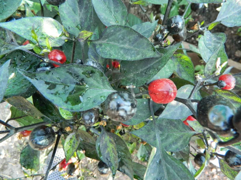 Black Olive Chilli Seeds - Image 4